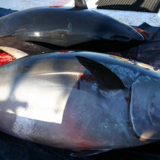 Jadran Tuna