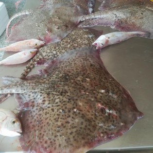 Ribarnica Crnjak