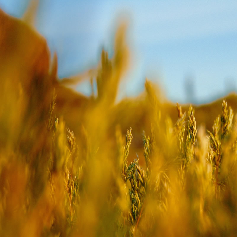 Fresh Organic Mustard Leaves 